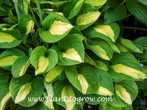 Hosta Gypsy Rose